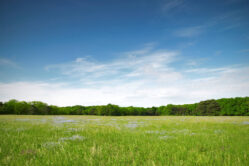 Green, open field on a bright, sunny day.