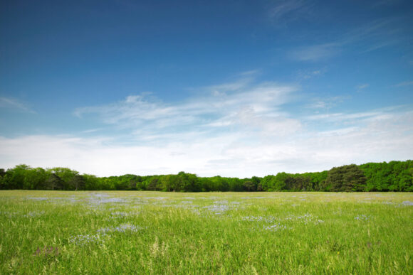 Green, open field on a bright, sunny day.